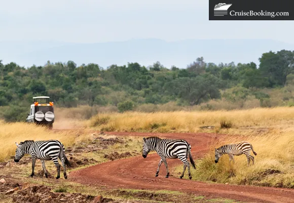 A safari drive in south Africa with zebras