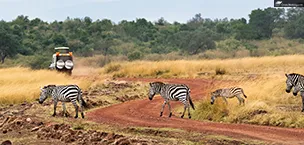 A safari drive in south Africa with zebras