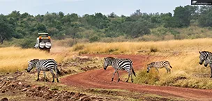 Africa A safari drive in south Africa with zebras