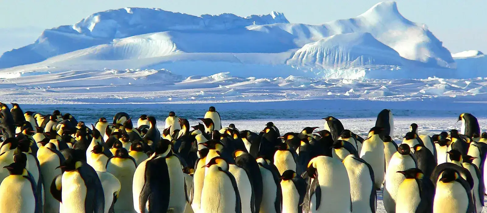 antarctica