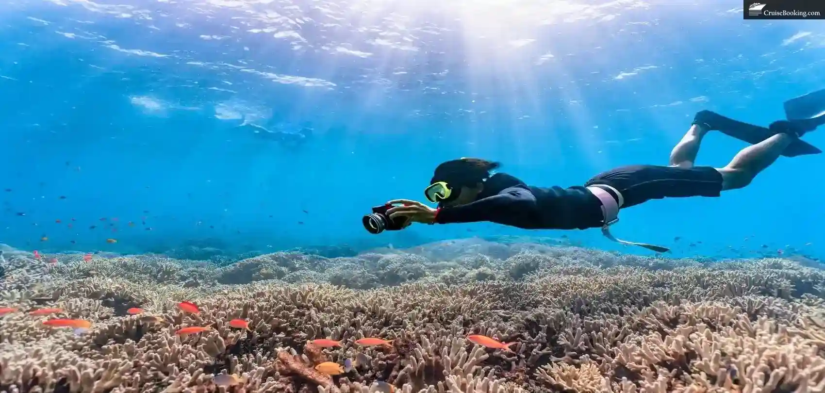 diving in the Caribbean