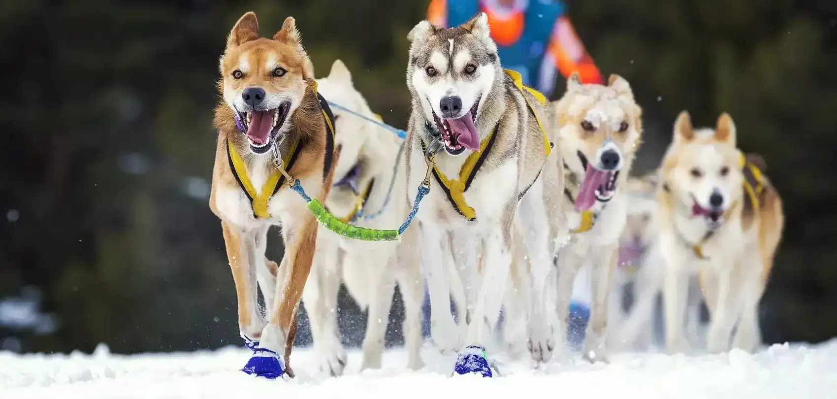 Sled Dog Race