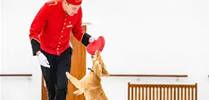 Cruises That Allow Dogs