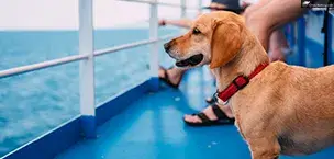 A dog travels on a ferry with its owner