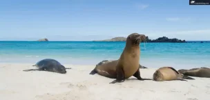 galapagos sea lion