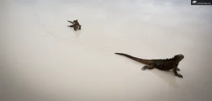 Galapagos