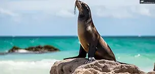 Galapagos galapagos sea lion