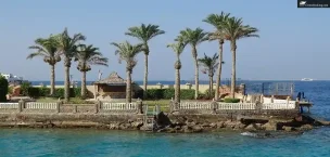 Red_Sea palm tree hurghada eygpt