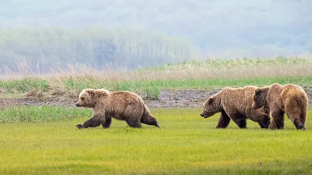 Playing brown bears on the Alaska peninsula or coastal brown bears