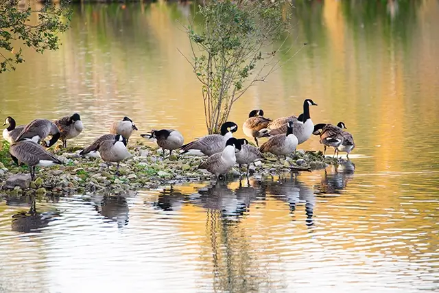 An assemblage of Canadian geese in a wetlands in Luxembourg, water birds on the shore, and a branta at the shore