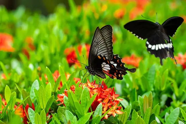 The nectar of flowers is drunk by a tropical butterfly in a flower bed in the yard