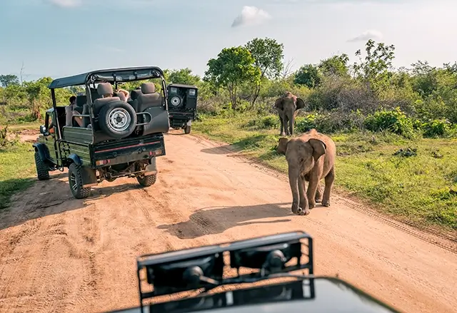 An elephant with a baby on a safari in the wild