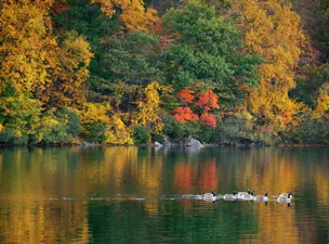 Ducks on autumn lake with fall foliage