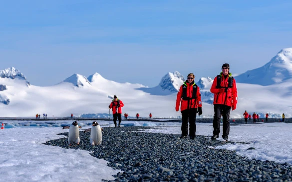 Hurtigruten   Environment   Excursions   Penguins   Expeditions