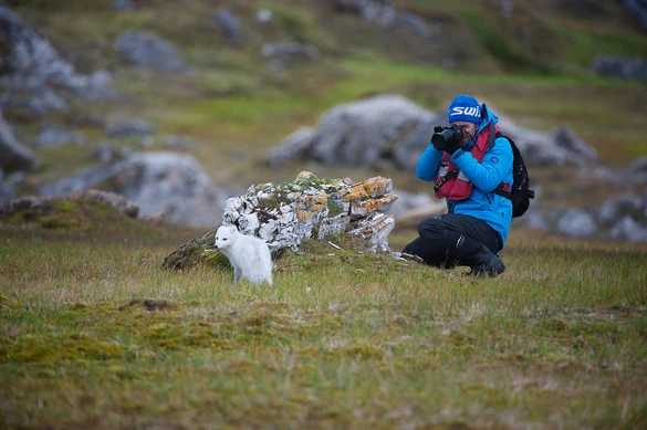 Hurtigruten   Land Excursions   Arctic Fox   Nature   Photography   Environment 1.JPG