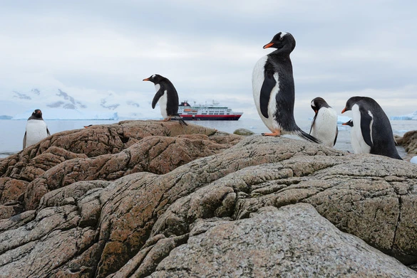 Hurtigruten   MS Fram   Exterior   Penguins   Environment.JPG
