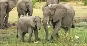 Africa