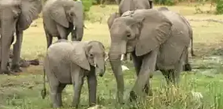 Africa