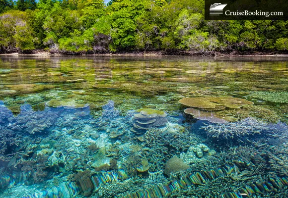 IUCN and MSC Foundation join forces to protect coral reefs