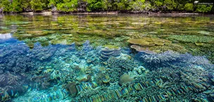 IUCN and MSC Foundation join forces to protect coral reefs