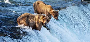 Princess Cruises Reveals its Cruise tour for 2024: New Katmai National Park